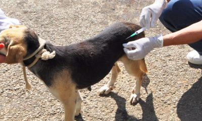 Anunciado início da campanha de vacinação antirrábica animal na zona rural