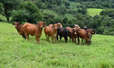 Vacinação de bovinos e búfalos contra a febre aftosa começa dia 1º de maio