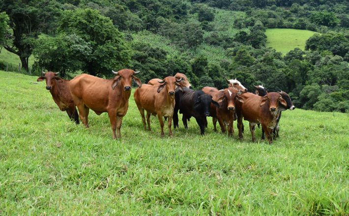 Vacinação de bovinos e búfalos contra a febre aftosa começa dia 1º de maio
