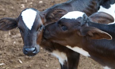 Vacinação do gado contra febre aftosa começa na quinta, 1º de novembro