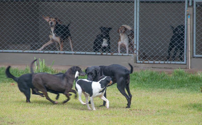 Canil Municipal promove campanha de adoção de cães