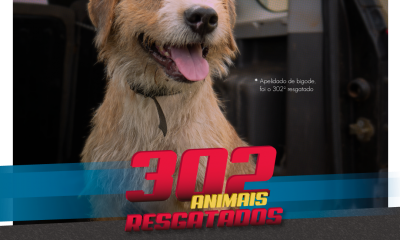 302 animais foram resgatados das ruas de Araxá em 2018