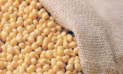 IMA vai fiscalizar cerca de 800 propriedades produtoras de soja