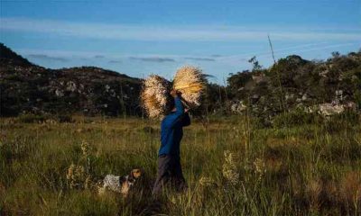 Minas é o primeiro estado do país a conquistar reconhecimento de Patrimônio Agrícola Mundial pela FAO