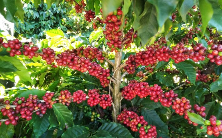 Safra mineira de café poderá ter produção recorde em 2020