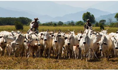 Produção de leite em Minas Gerais foi recorde em 2019