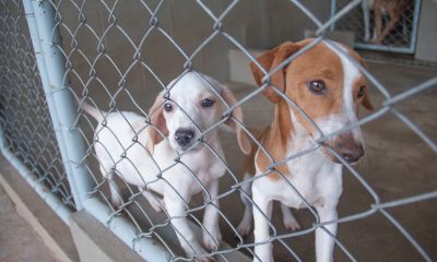 Canil Municipal de Araxá disponibiliza cães para adoção