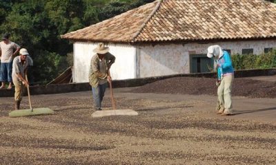 Chuvas de fevereiro elevam expectativa de bom desenvolvimento de grãos de café