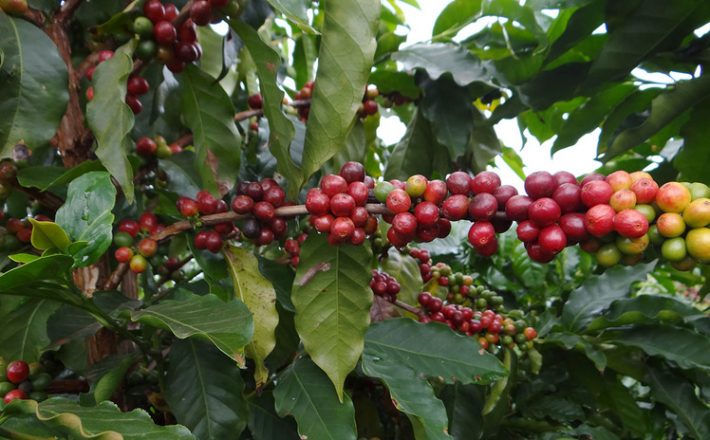 Após recorde histórico, BDMG anuncia R$ 355,5 milhões para nova safra de café