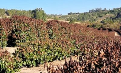 Emater-MG mapeia áreas produtoras de café atingidas por geada