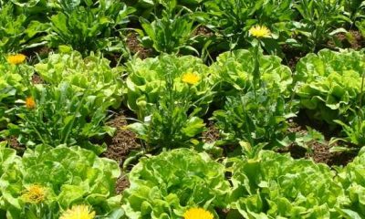 Cultivo consorciado de hortaliças garante diversidade no campo, no mercado e na mesa