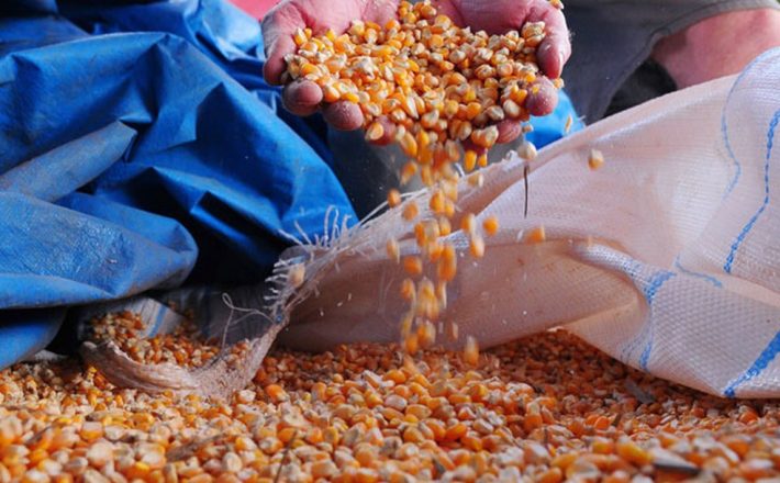 Compra de até 200 mil toneladas de milho atenderá pequenos criadores do país 