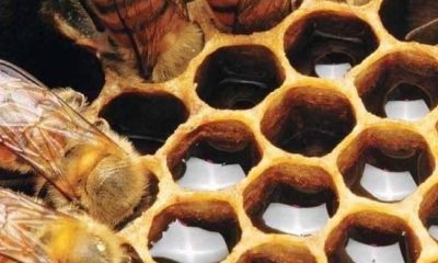Presença de abelhas impulsiona produção de frutas em 20%, indicam testes feitos pela ISCA Tecnologias