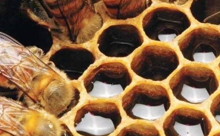 Presença de abelhas impulsiona produção de frutas em 20%, indicam testes feitos pela ISCA Tecnologias