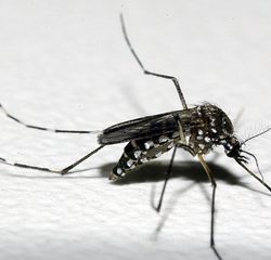 Secretaria de Saúde alerta sobre os cuidados no combate ao Aedes aegypti