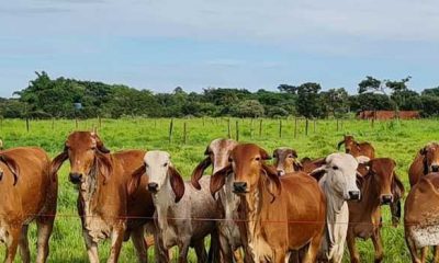 Epamig testará desempenho de bovinos da raça Gir Leiteiro em diferentes pastagens