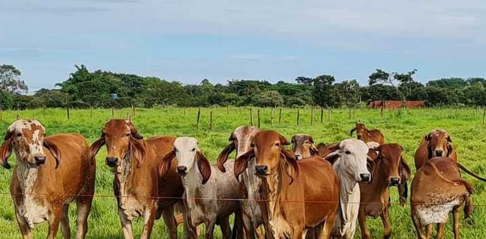 Epamig testará desempenho de bovinos da raça Gir Leiteiro em diferentes pastagens