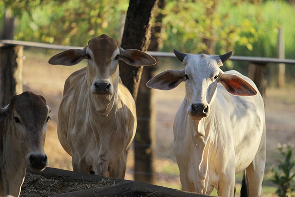 Operação ‘Deus Pã’ combate sonegação fiscal no segmento de gado bovino em Araxá e Ibiá