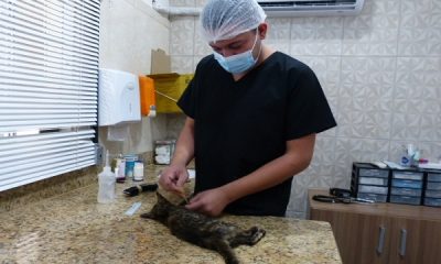 Programa Estadual de Esterilização de Animais avança em Minas Gerais