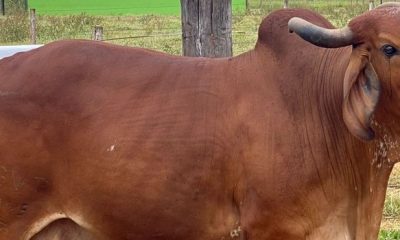 Epamig lança venda de material genético de bovinos Gir Leiteiro