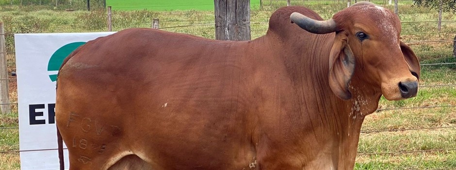 Epamig lança venda de material genético de bovinos Gir Leiteiro
