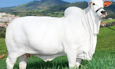 Empresário de Araxá paga quase R$ 4 milhões por 50% de vaca em leilão da Expozebu