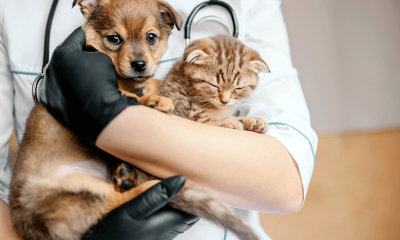Vigilância Ambiental realiza repescagem da Campanha de Vacinação Antirrábica Animal até sexta