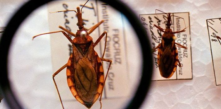 Funed tem papel fundamental no controle da doença de Chagas