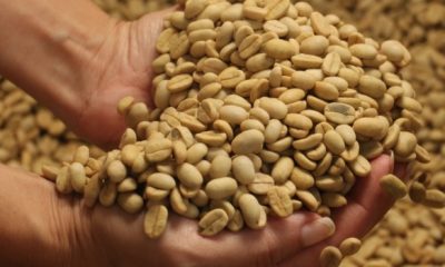 Epamig oferece sementes qualificadas de café para entrega imediata