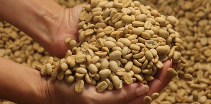 Epamig oferece sementes qualificadas de café para entrega imediata