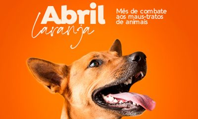 Abril Laranja reforça importância da prevenção contra a crueldade animal