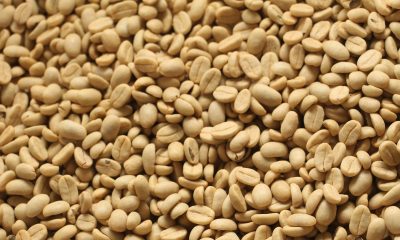 Epamig inicia comercialização de sementes de café da safra 2022/2023