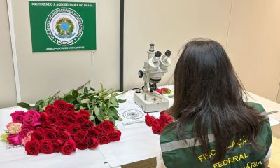 Dia dos Namorados terá reforço de 50 toneladas de rosas colombianas