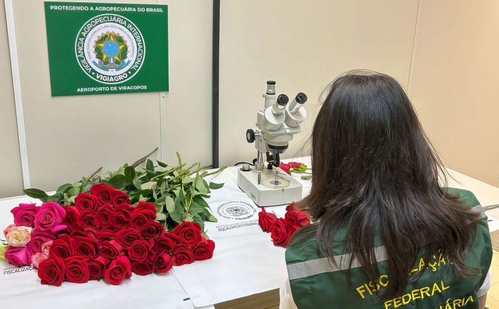 Dia dos Namorados terá reforço de 50 toneladas de rosas colombianas