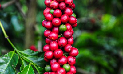 Emater-MG orienta cafeicultores sobre cuidados após a colheita para garantir qualidade do café