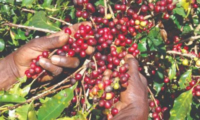 Projeto de pesquisa da Epamig busca agregar valor às cadeias produtivas de café, azeite e vinhos mineiros