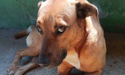 Estado lança edital para repasse de R$ 1,1 milhão à assistência médico-veterinária de cães e gatos em Minas 