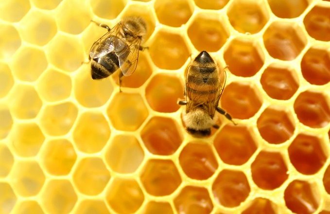 Polinizadores naturais, abelhas correm risco com as mudanças climáticas