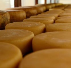 Pesquisas apoiadas pela Fapemig incrementam a cadeia produtiva do queijo