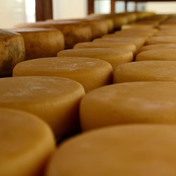 Pesquisas apoiadas pela Fapemig incrementam a cadeia produtiva do queijo