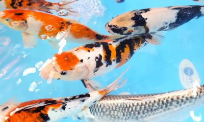 Epamig inicia venda de carpas coloridas para piscicultura ornamental