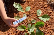 Araxá recebe mais de 3.500 árvores em 2023