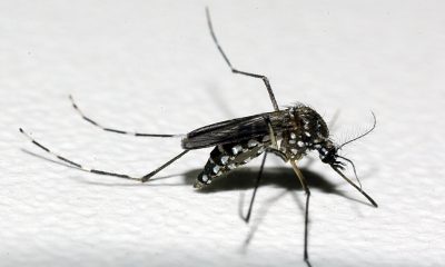 Centro de Operações de Emergência vai monitorar casos de dengue em Minas Gerais
