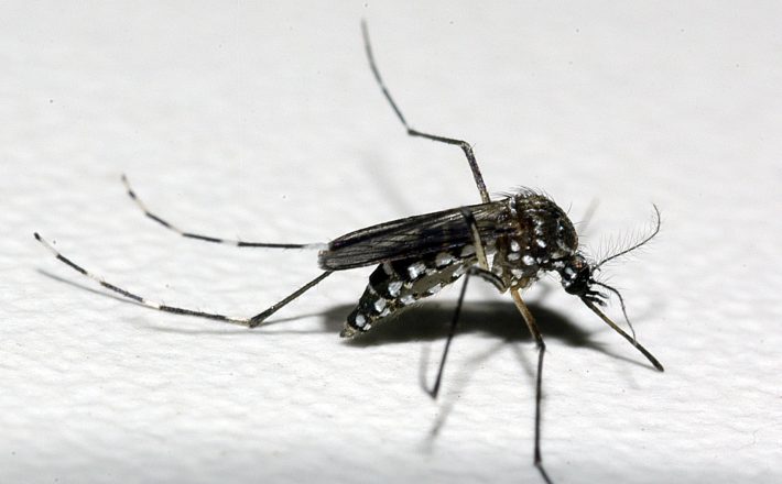 Dengue, Chikungunya e Zika: conheça os sintomas de cada doença