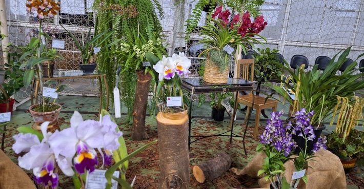 Araxá recebe Feira de Orquídeas e Suculentas neste final de semana
