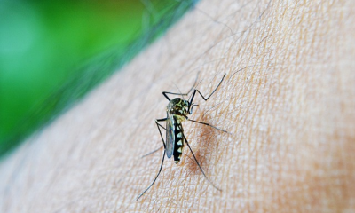 Dengue: Saiba como acontece e como se prevenir da doença que ameaça virar epidemia