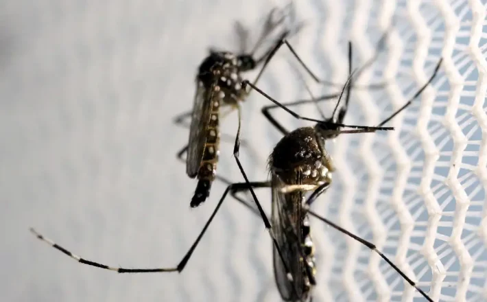 Aedes aegypti: 5 curiosidades e dicas para combater a dengue