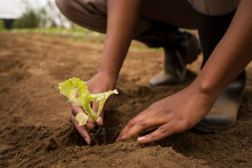 Mudanças climáticas desafiam agricultura no Triângulo Mineiro