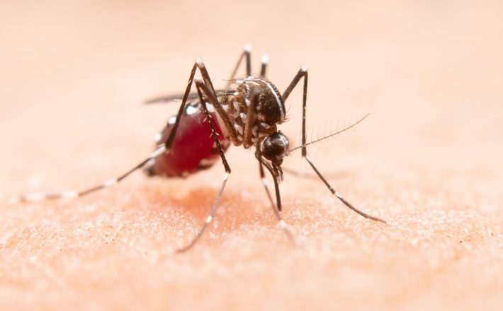 10 fatos sobre a dengue que você precisa saber