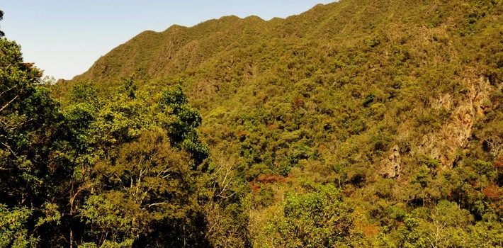 Painel Indicadores do Sisema passa a monitorar ações de reflorestamento em Minas